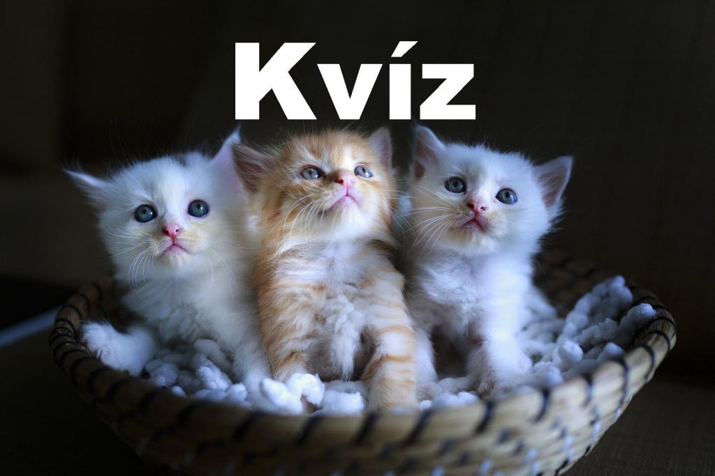 kvíz