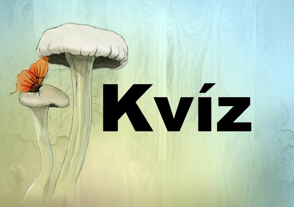 mai kvíz