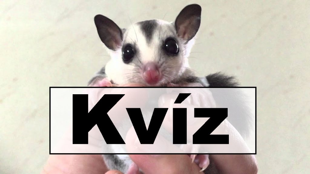 kvíz