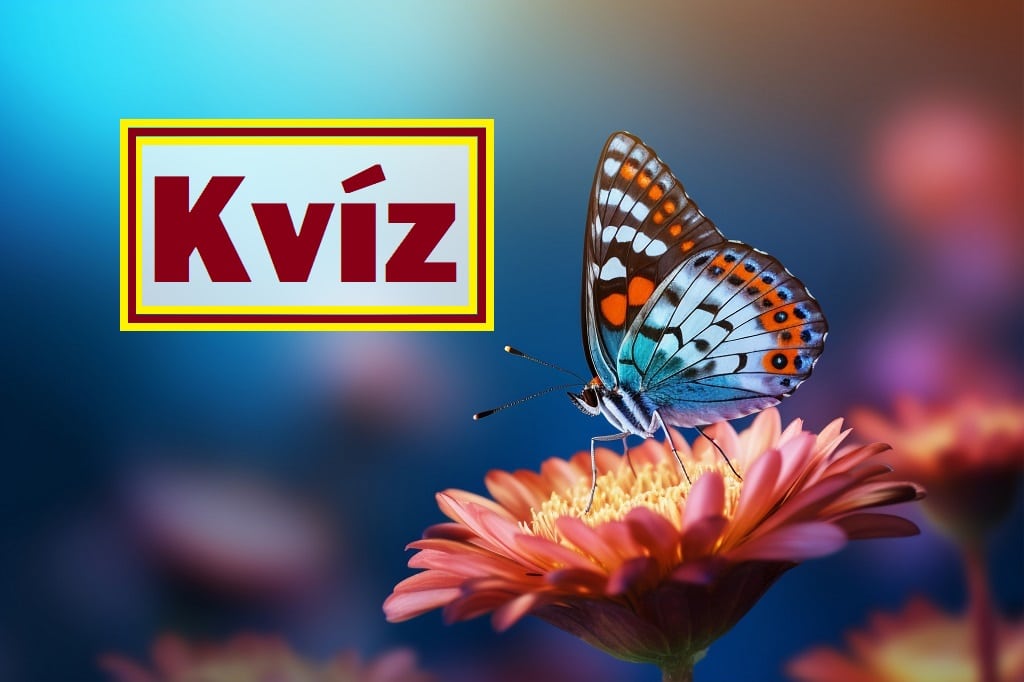 kvíz