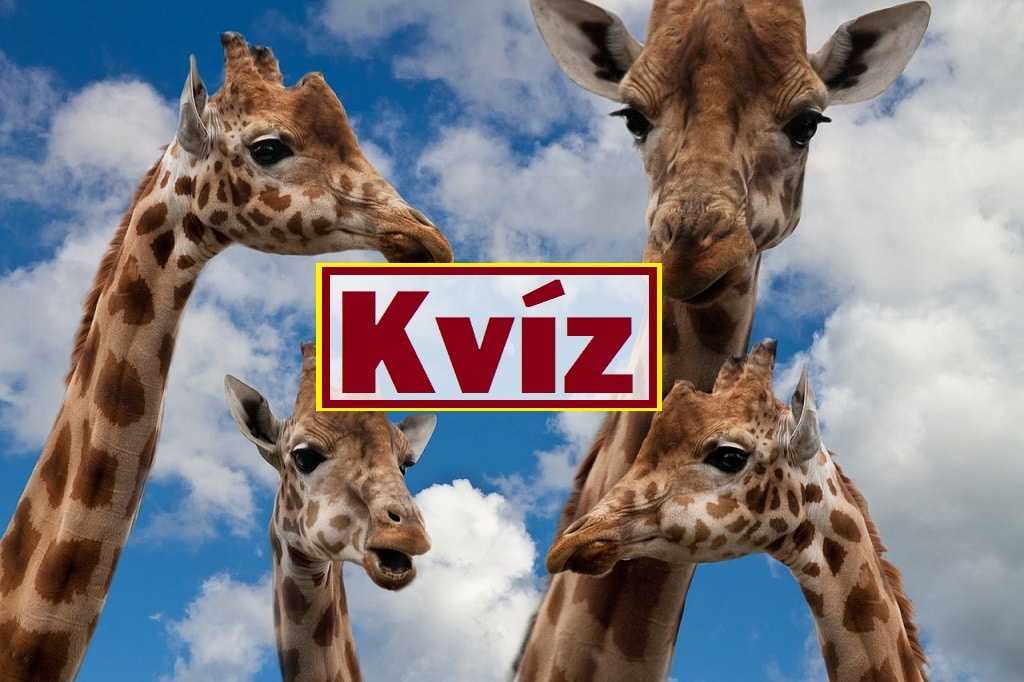 Kvíz kérdések